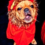 lion dog